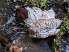 Hypomyces tremellicola