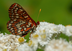 Euphydryas colon