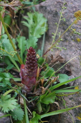 Orostachys