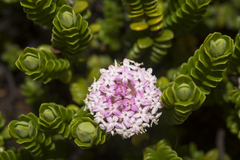 Pimelea ferruginea