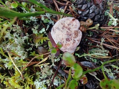 Hydnellum peckii