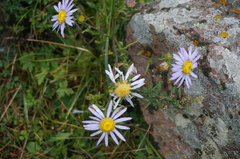 Aster