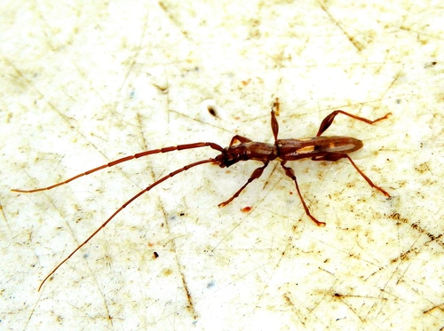 Neocompsa agnosta