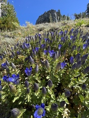 Gentiana calycosa