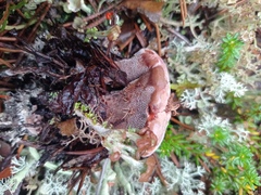 Hydnellum peckii
