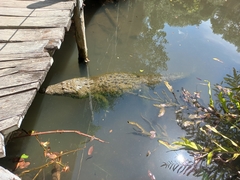 Crocodylus acutus