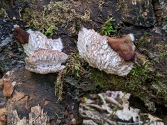 Hypomyces tremellicola