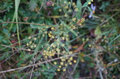 Bupleurum