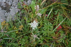 Leontopodium leontopodioides