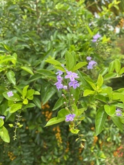 Duranta erecta