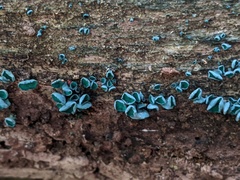 Chlorociboria