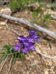 Penstemon strictus