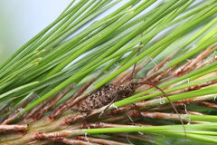 Monochamus alternatus