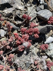 Sedum lanceolatum