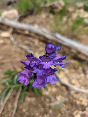 Penstemon strictus