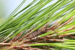 Monochamus alternatus