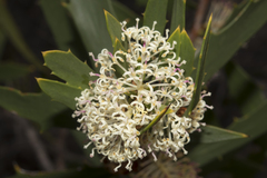 Hakea nitida