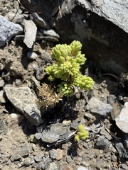Sedum lanceolatum