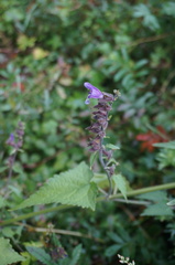 Salvia