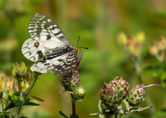 Parnassius clodius