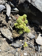 Sedum lanceolatum