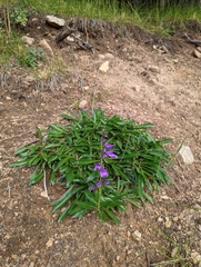 Penstemon strictus