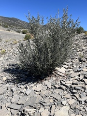 Cercocarpus intricatus