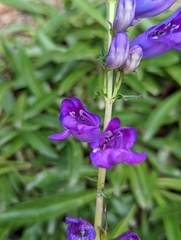 Penstemon strictus
