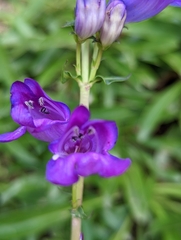 Penstemon strictus