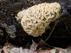 Hypomyces tremellicola