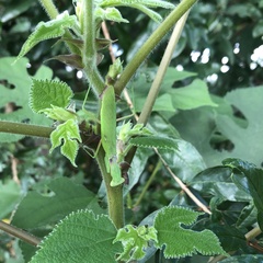 Hierodula patellifera