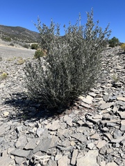 Cercocarpus intricatus