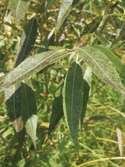 Salix triandra