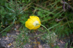 Papaver