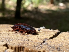 Eurycotis floridana