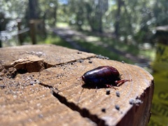 Eurycotis floridana