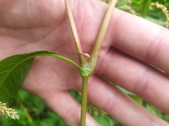 Persicaria lapathifolia