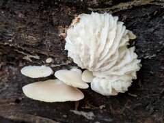 Hypomyces tremellicola