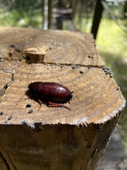 Eurycotis floridana
