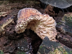 Hypomyces tremellicola