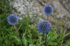 Echinops