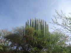 Pachycereus weberi
