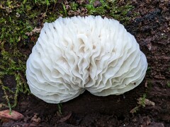 Hypomyces tremellicola