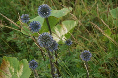 Echinops