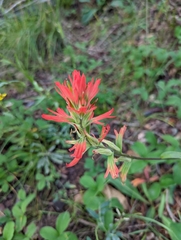 Castilleja miniata