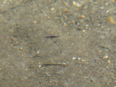 Aquarius conformis