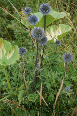 Echinops
