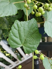Ampelopsis
