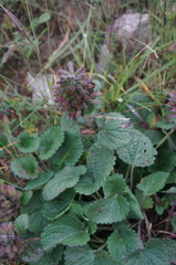 Dracocephalum rupestre