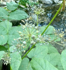 Aralia